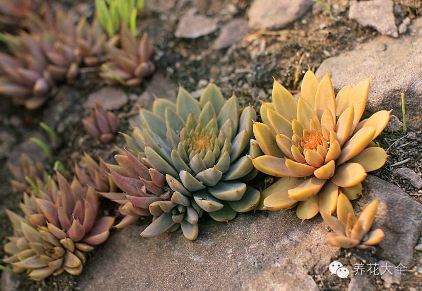 赏图野生多肉植物的美你看了才知道