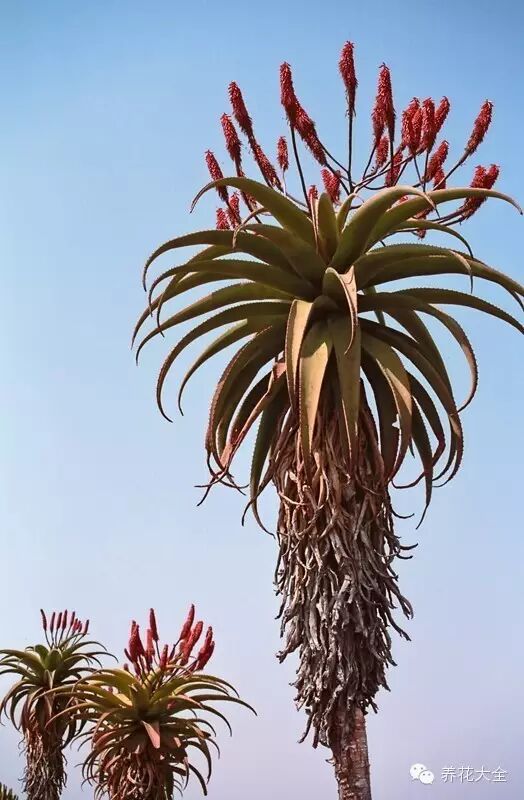 其实这些芦荟大部分是木本芦荟,对于我们中国人来说是活