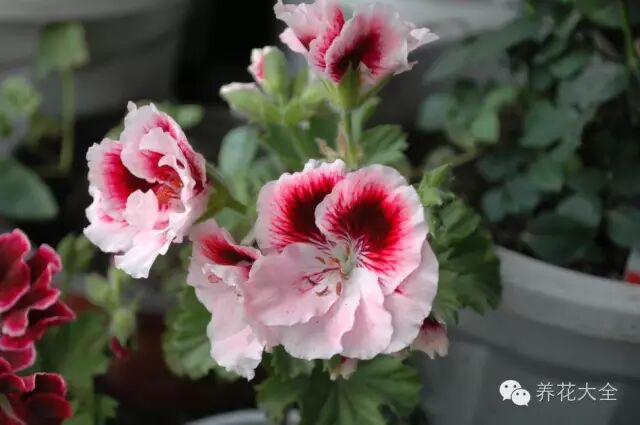 30种绝色天竺葵,比欧月还美!