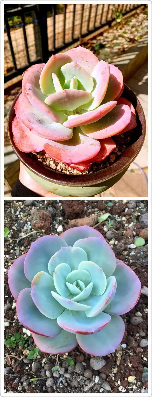 姬莲乒乓福娘晚霞之舞爱思诺虹之玉锦葡萄蓝色惊喜芙蓉荷花姬胧月女雏