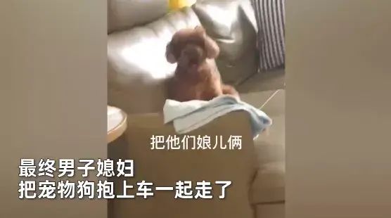 夫妻倆吵完架，媳婦氣到開車回娘家，狗狗這回看不下去了 寵物 第3張