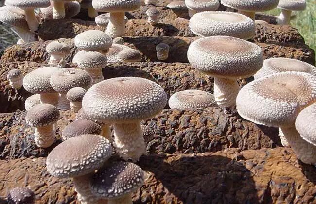 香菇高产品种及图片大全