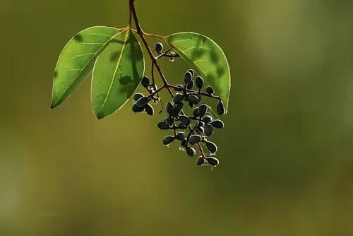 草药里的美白仙子 葛根:解热生津的"女人参" 白芍:养阴补血的女性知音