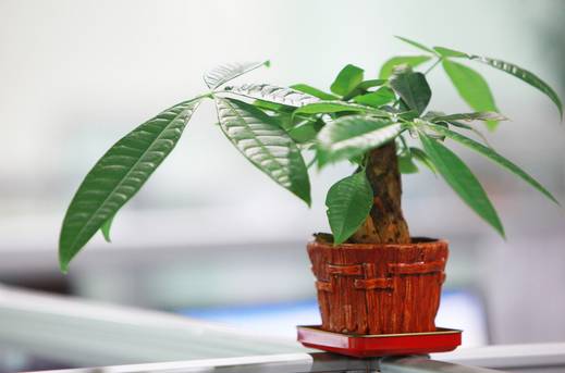 夏季养花正确的正确“姿势”，赶紧收藏！