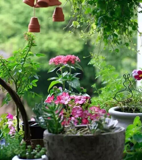 绝技 | 不会养花的人如何让家里绿意盎然！