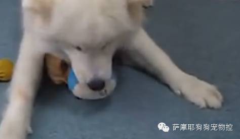 当柯基遇到傻白甜萨摩，情况确实让人有点无奈！哈哈……