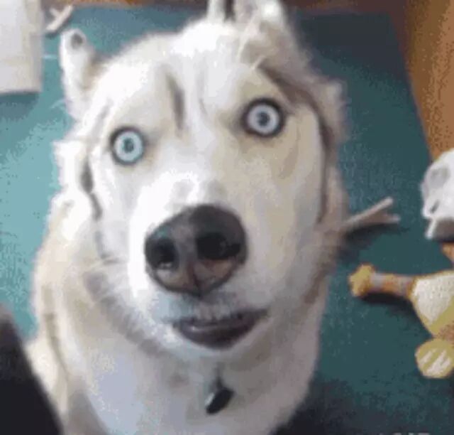 小萨感觉智商要直追二哈了……