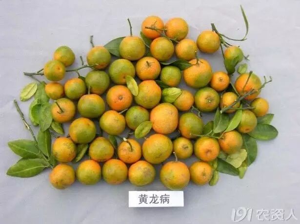 贡柑黄龙病果,果实本来应该是正的,它是歪歪斜斜的.