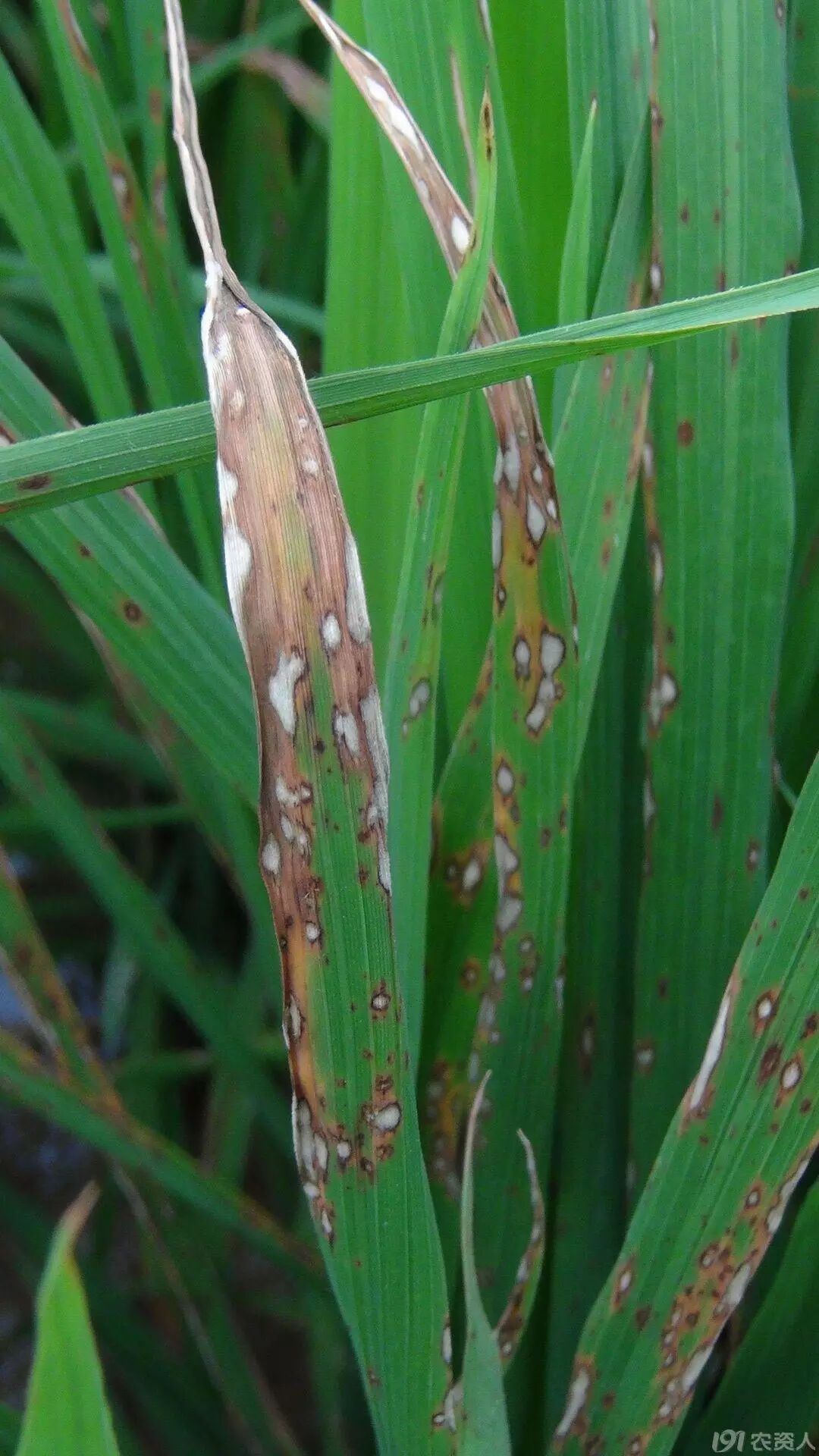 实例解读如何防治稻瘟病(图文)