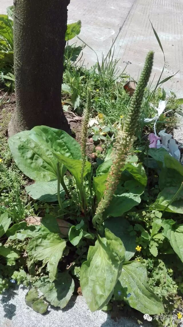 大好河山药用植物行
