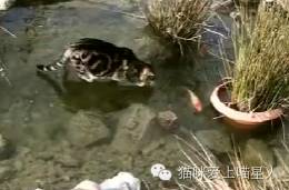 喵星人这智商，估计抓一年都抓不到鱼。。。