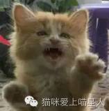 萌猫讨饭记 “丧尽天良啊~这里有人虐待喵，都晕倒了快来人呀”