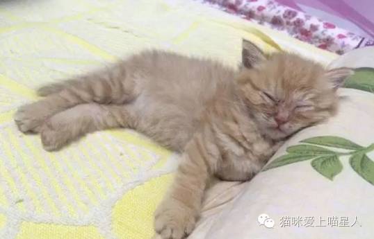 喵星人的六一儿童节献礼 喵星人的成长之路