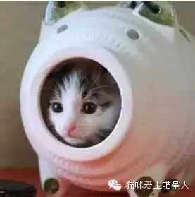 不按套路出牌的喵星人，脑洞真大！