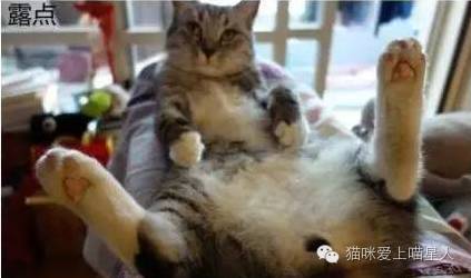 喵星人的不文明行为，你家喵中了几项？