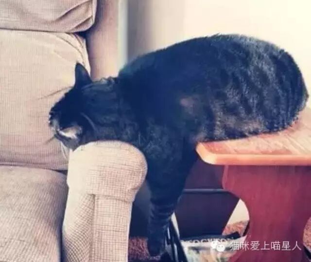 懒癌发作！一到冬天整只猫都不好了