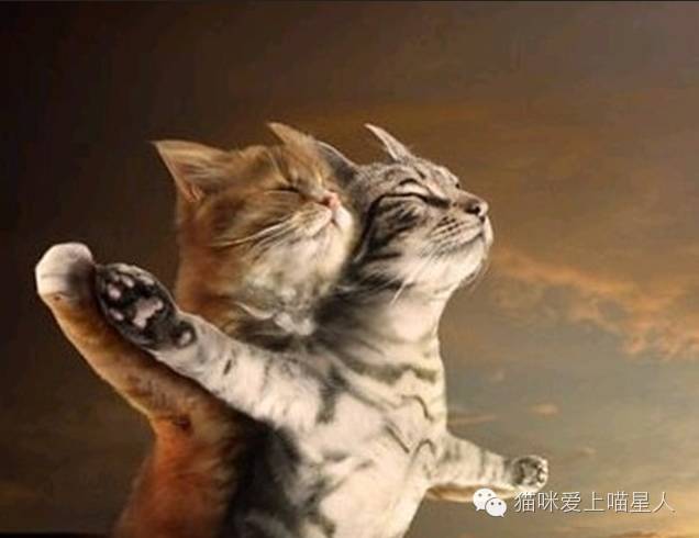 七夕到了，就连喵星人也开启了“虐狗”之路