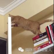 矫健的喵星人也有翻车的时候!