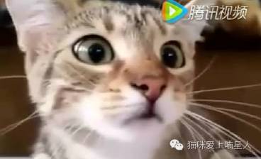 喵星人看恐怖片时候的反应