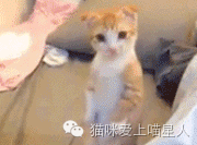 喵星人第一次见各种生物的反应。。。