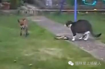喵星人：大胆狐狸竟然抢朕的小鱼干！