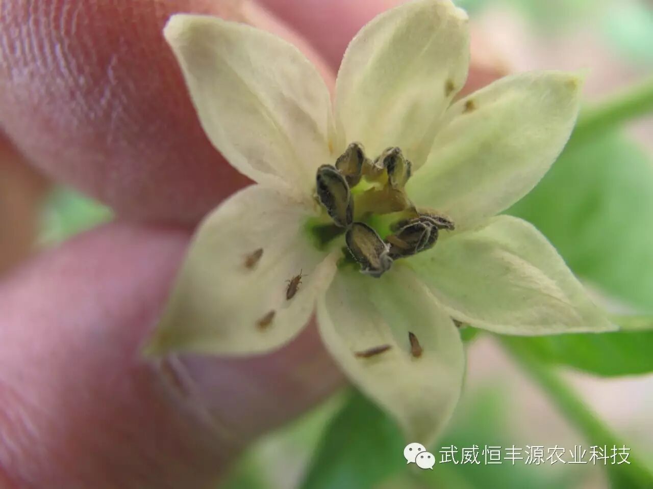 蓟马在辣椒花朵内栖息,危害