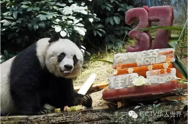 【趣闻】"百岁"熊猫长寿秘诀-cctv华人世界公众号