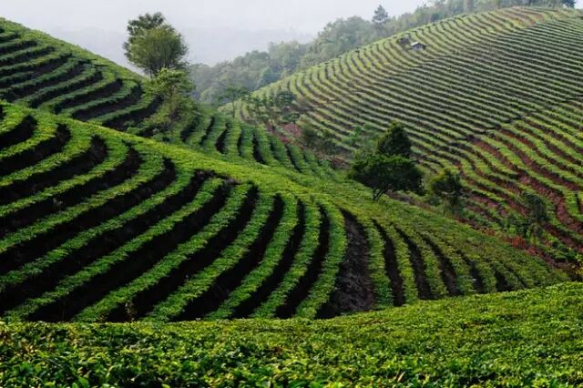 一定要懂的四大普洱产地