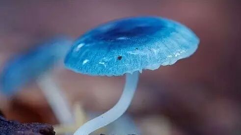 猜猜看为什么马里奥吃蘑菇会变大