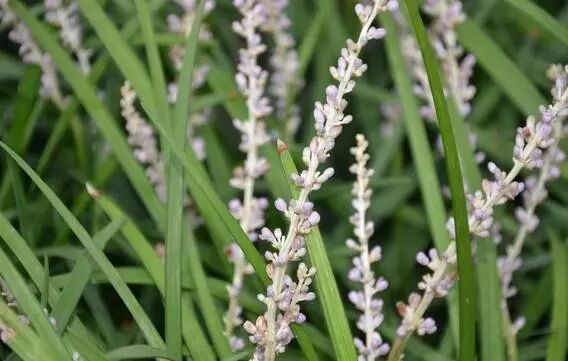 我愿意来一次和中草药有关的奇妙之旅