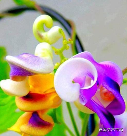 世界上最全的108种奇花异草你肯定没见过建议转发收藏