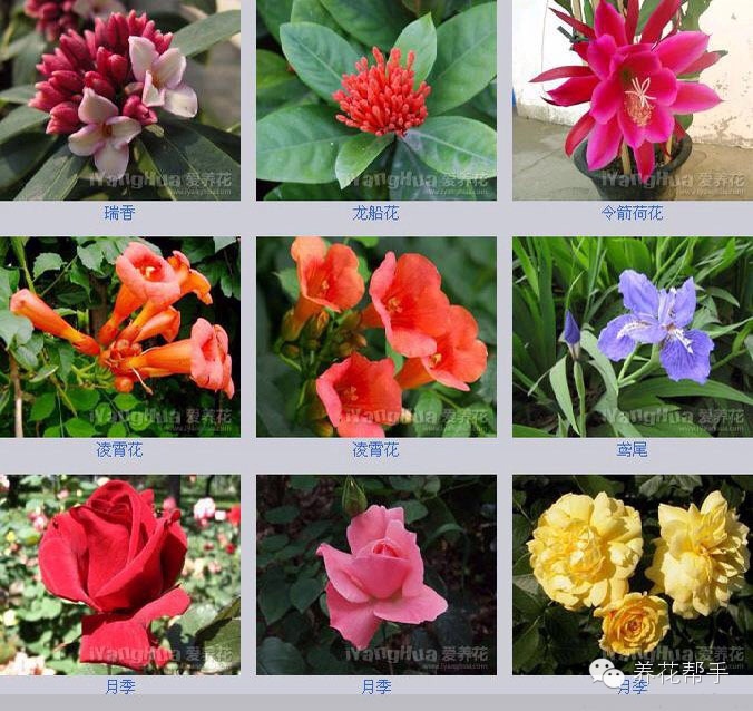 世界上所有的花稀有图片
