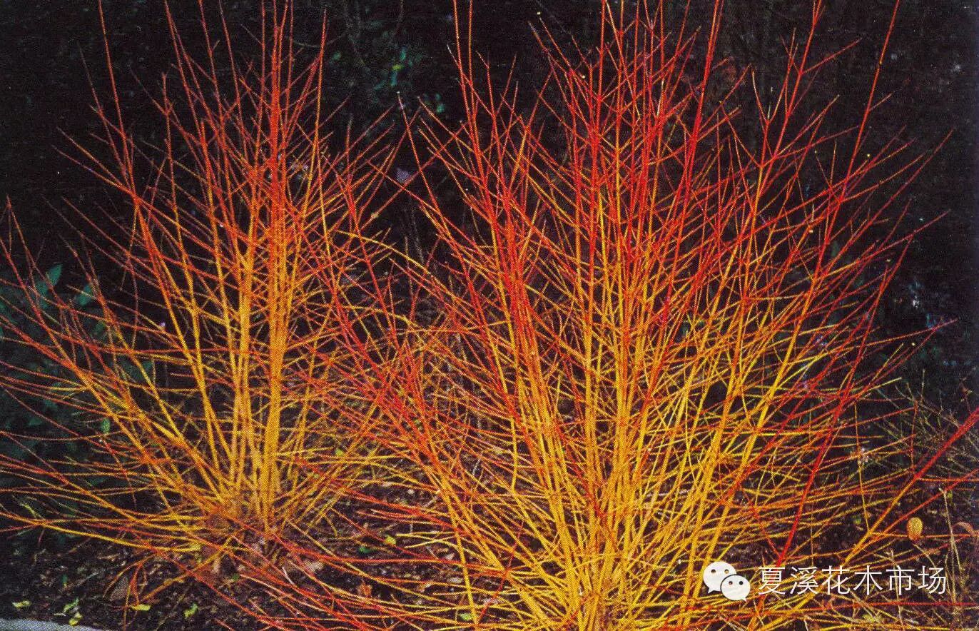 【北京冬奥会】观枝干树种,观果树种或在绿化中大有可为