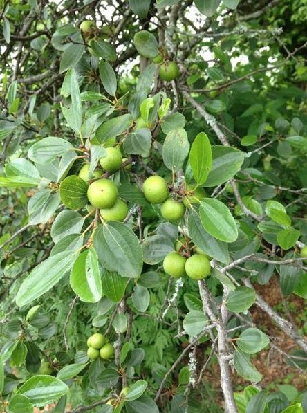 资料网 公众号文章 >> 正文 凤眼菩提本是一种果肉可食用的果实种子