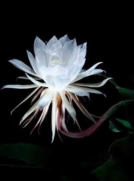 莫比优昙花,斯人更难遇.道人优昙花,迢迢远山绿.