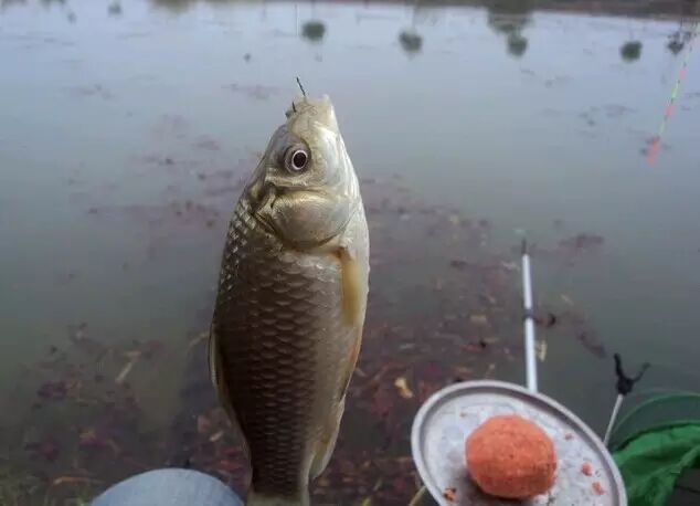 这么好的鱼口,不爆护都不行了!