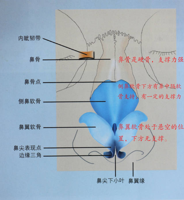 鼻部的支架结构由鼻骨,侧鼻软骨,鼻翼软骨和鼻中隔软骨构成,鼻骨,侧鼻