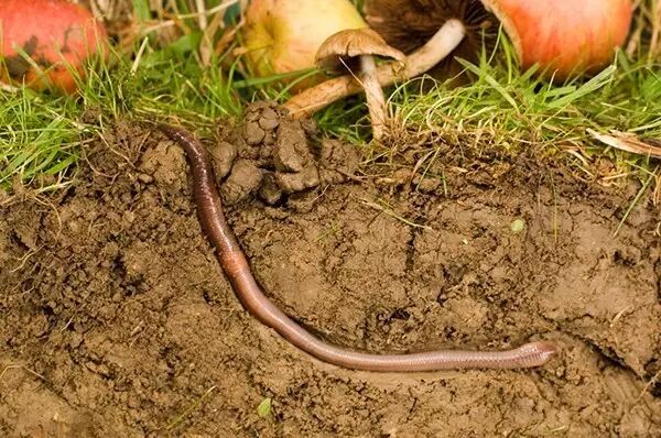 蚯蚓