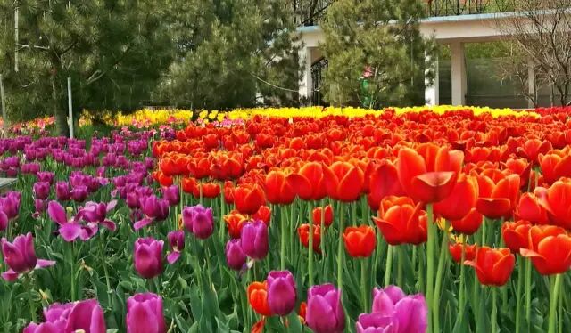 直冲22赏花踏春淄博最新攻略来了