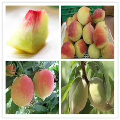 听说这种桃子甜过初恋,微店打折,吃货不可放过!-浔阳晚报公众号