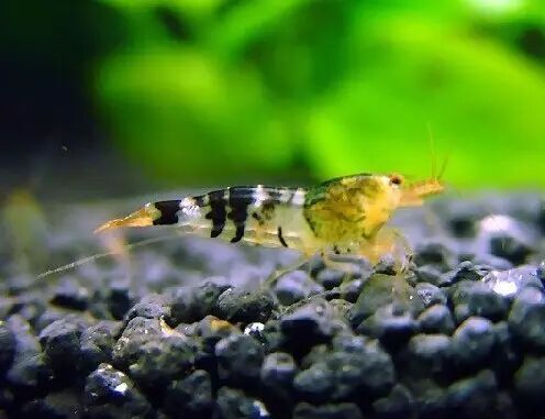 水晶虾的祖先——蜜蜂虾的详细分类和各自特点(图文介绍)