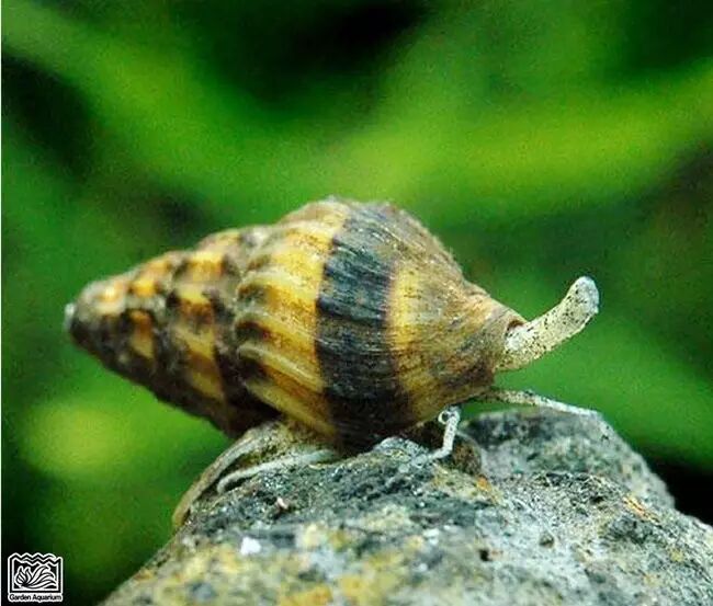 观赏螺之杀手螺(蜜蜂宝塔螺)的习性介绍