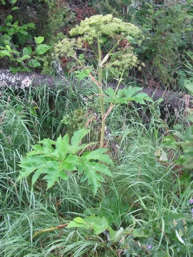 牛防风是本地植物,淡黄色花 ,茎更细一些.无毒无害.