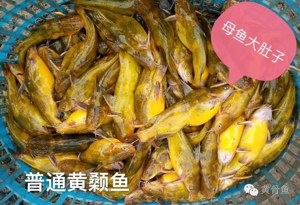 黃骨魚效益/百鑫瑞sell/武漢黃顙魚養