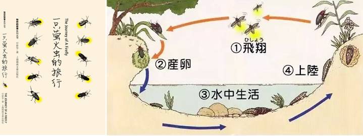 ▼ 如果你也像小孩子一样特别感兴趣萤火虫的生长过程,科普展示可以