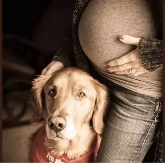 請不要再問，懷孕後要不要把狗丟棄這種話了！ 萌寵 第12張