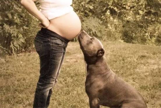 請不要再問，懷孕後要不要把狗丟棄這種話了！ 萌寵 第11張