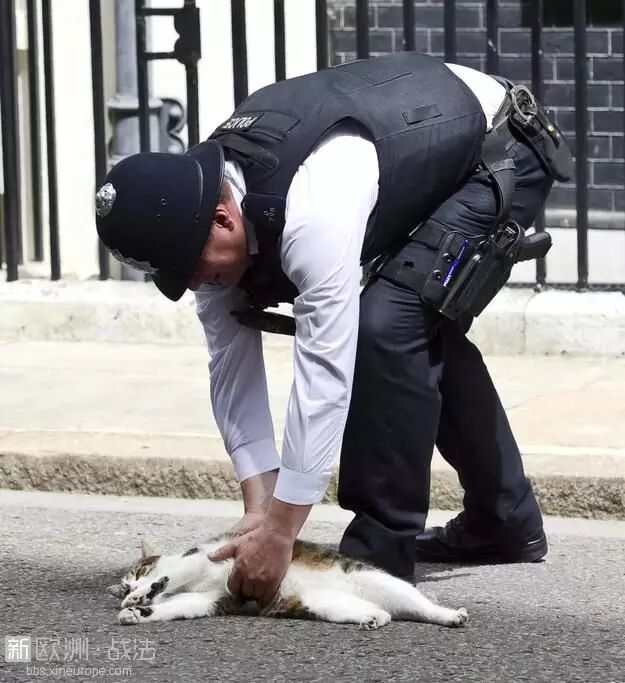 大英首席捕鼠官被外交部猫打得项圈掉一地,喵界甄嬛传搞不好要出喵命