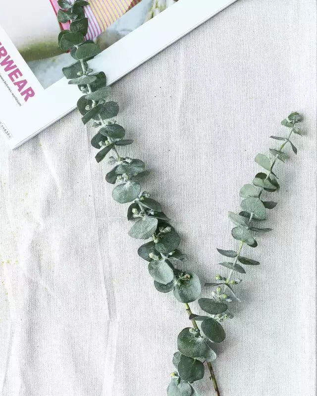 即便是一枝草，也能美得让人惊艳