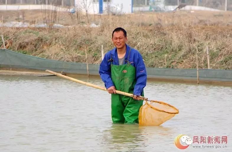 凤阳返乡创业青年毛传清试养对虾获成功 甲鱼泥鳅混养